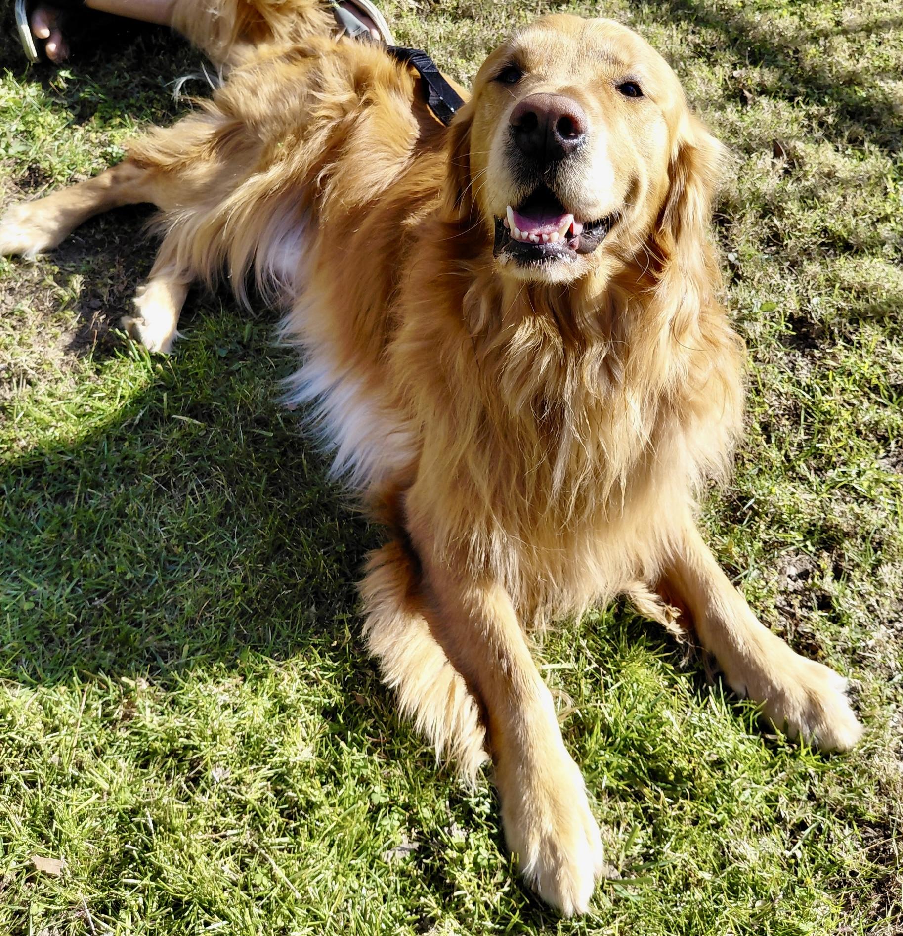 Enlarge Remy, an adopted Golden Retriever in Oakland, CA image 3/4