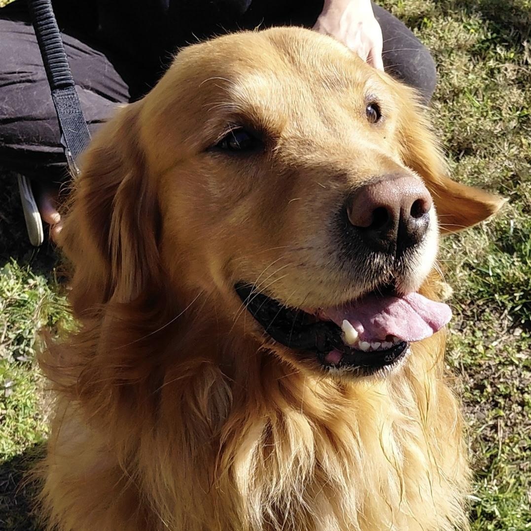 Remy, ADOPTABLE, Adult Male Golden Retriever.