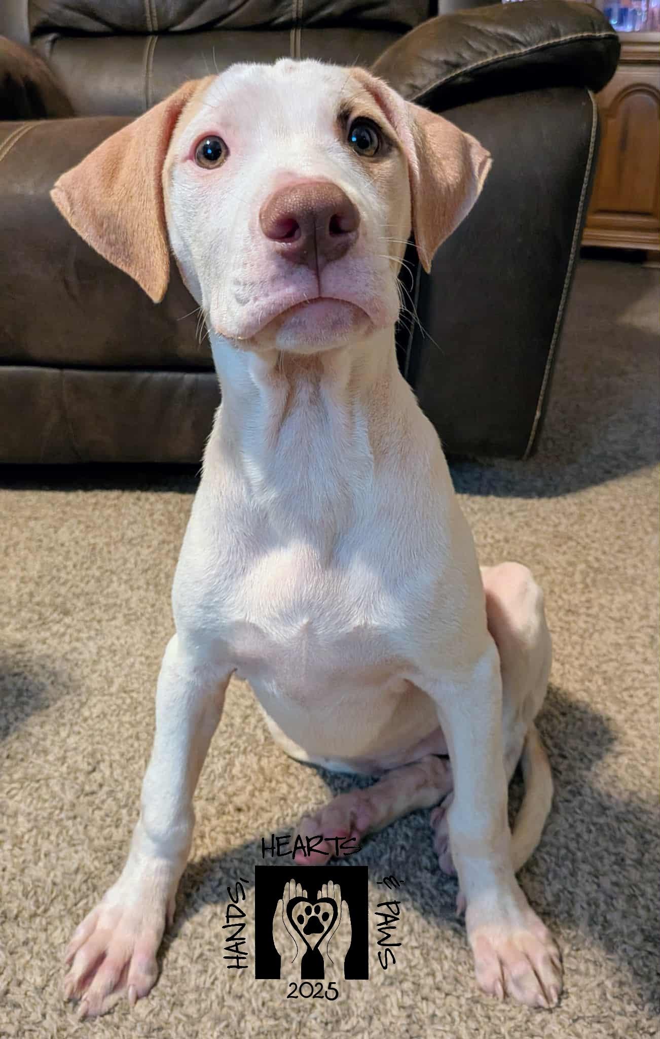 Geogie
