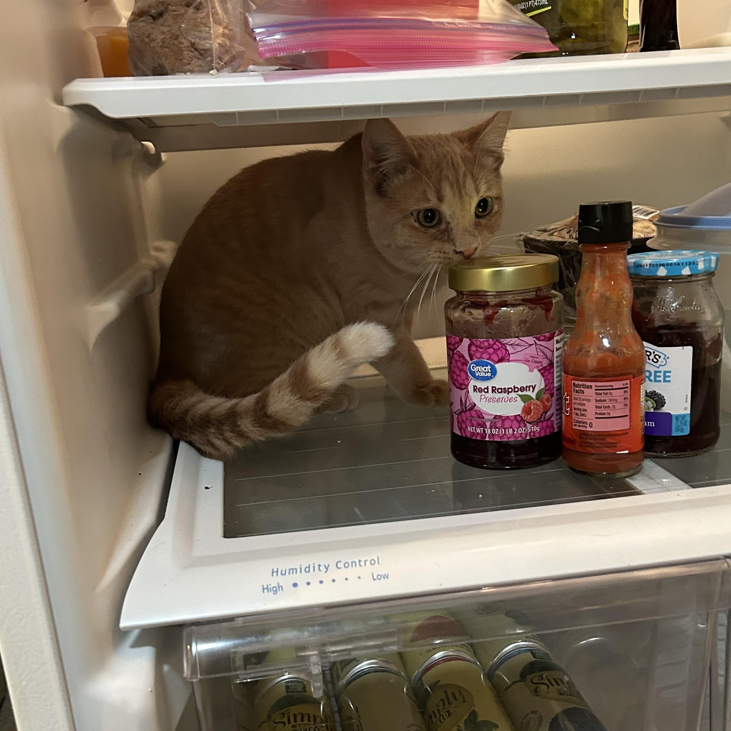 Orson-bonded with Skeezix, a Adoptable mixed breed in Prescott, AZ image 4/4