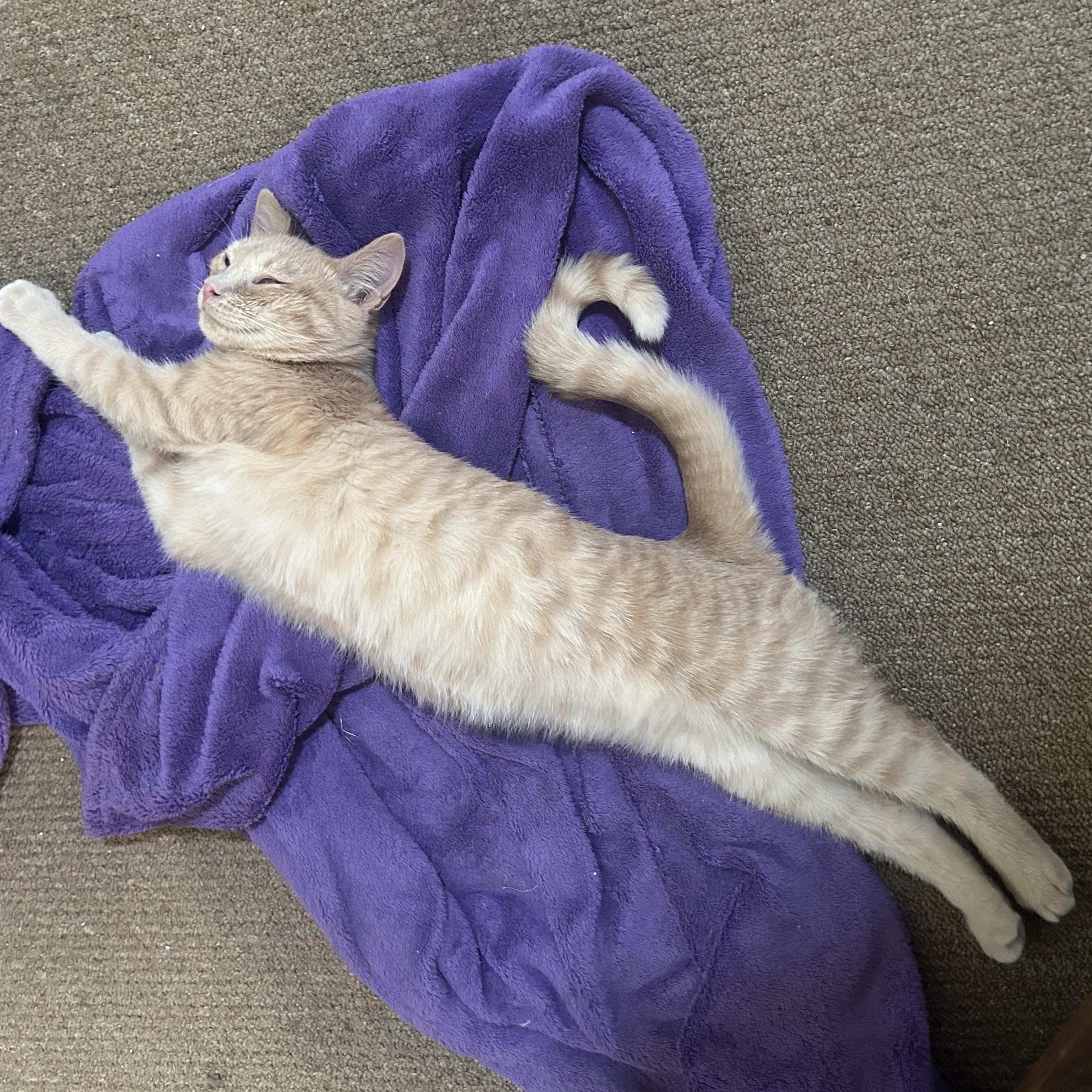 Orson-bonded with Skeezix, Adoptable, Young Male Domestic Short Hair & Tabby.