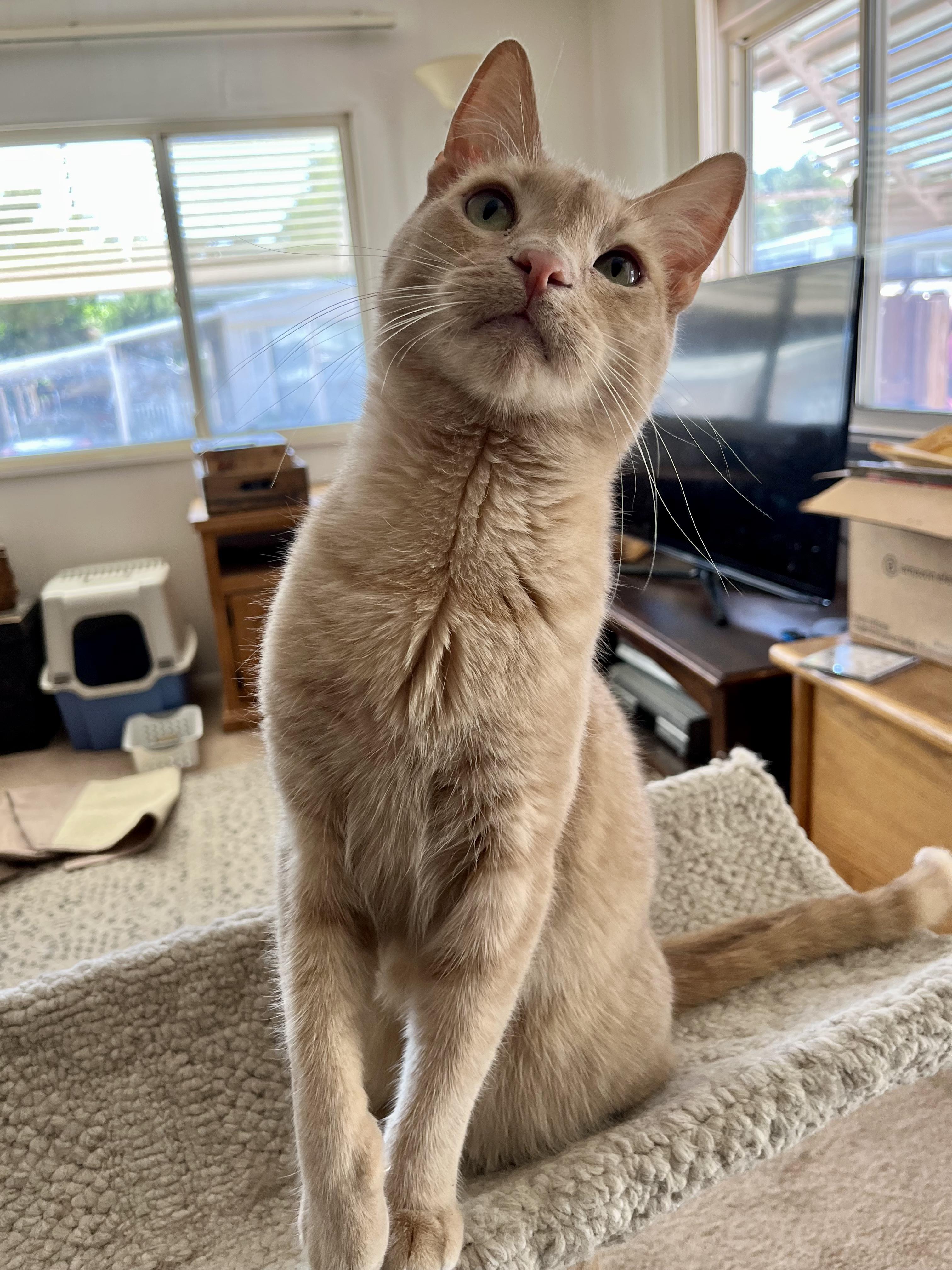 Enlarge Orson, a Adoptable mixed breed in Prescott, AZ image 4/5