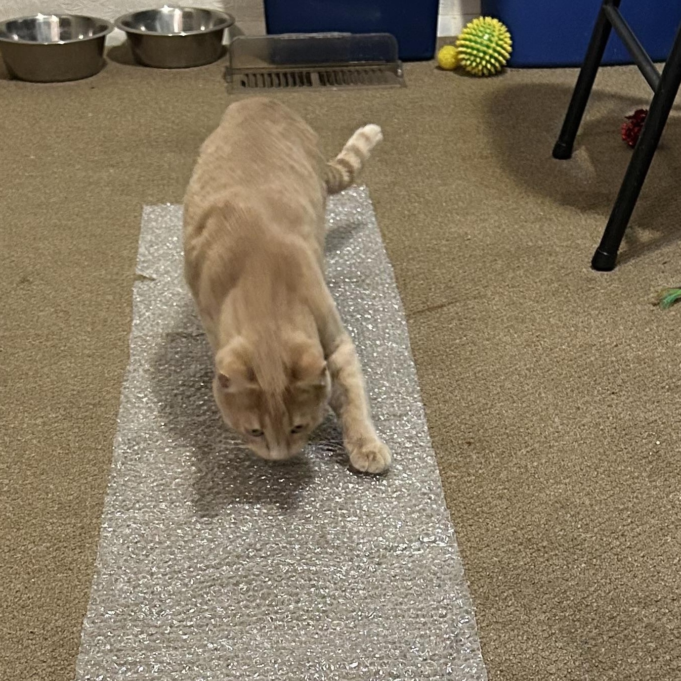 Orson-bonded with Skeezix, a Adoptable mixed breed in Prescott, AZ image 2/4