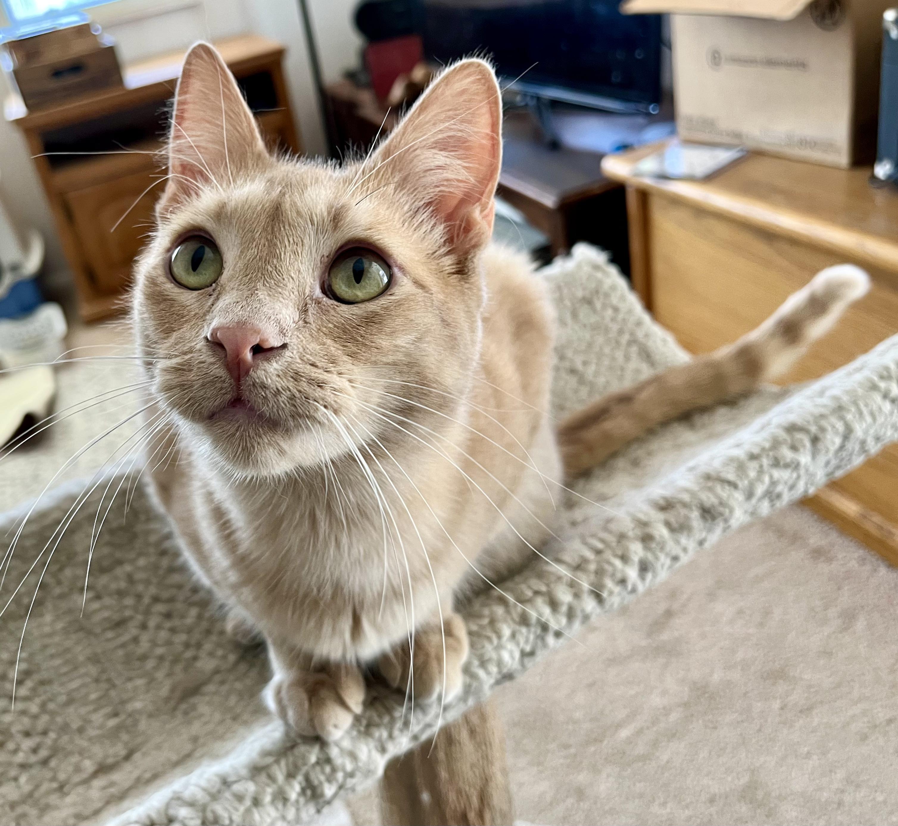 Enlarge Orson, a Adoptable mixed breed in Prescott, AZ image 2/5