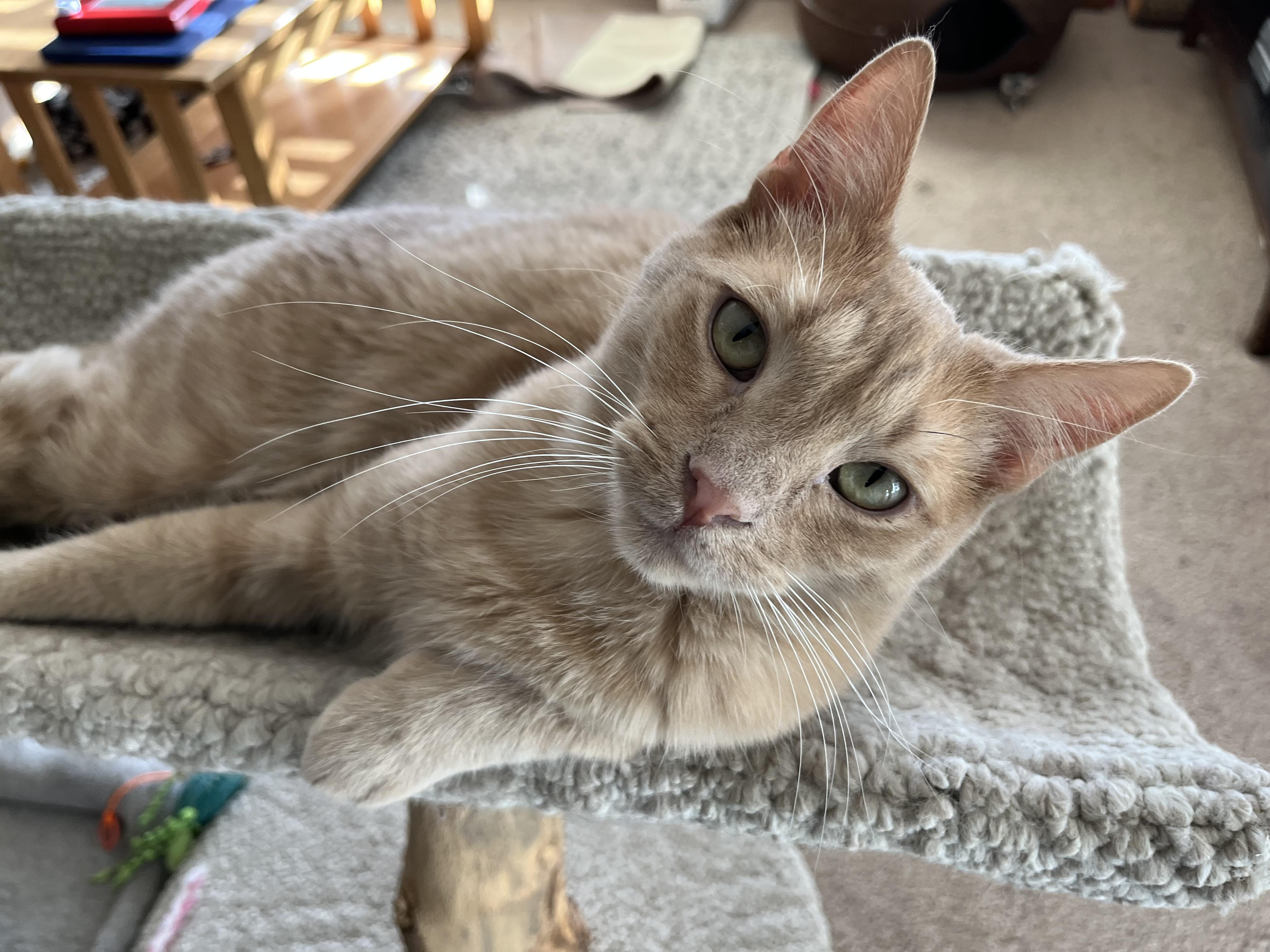 Enlarge Orson, a Adoptable mixed breed in Prescott, AZ image 3/5