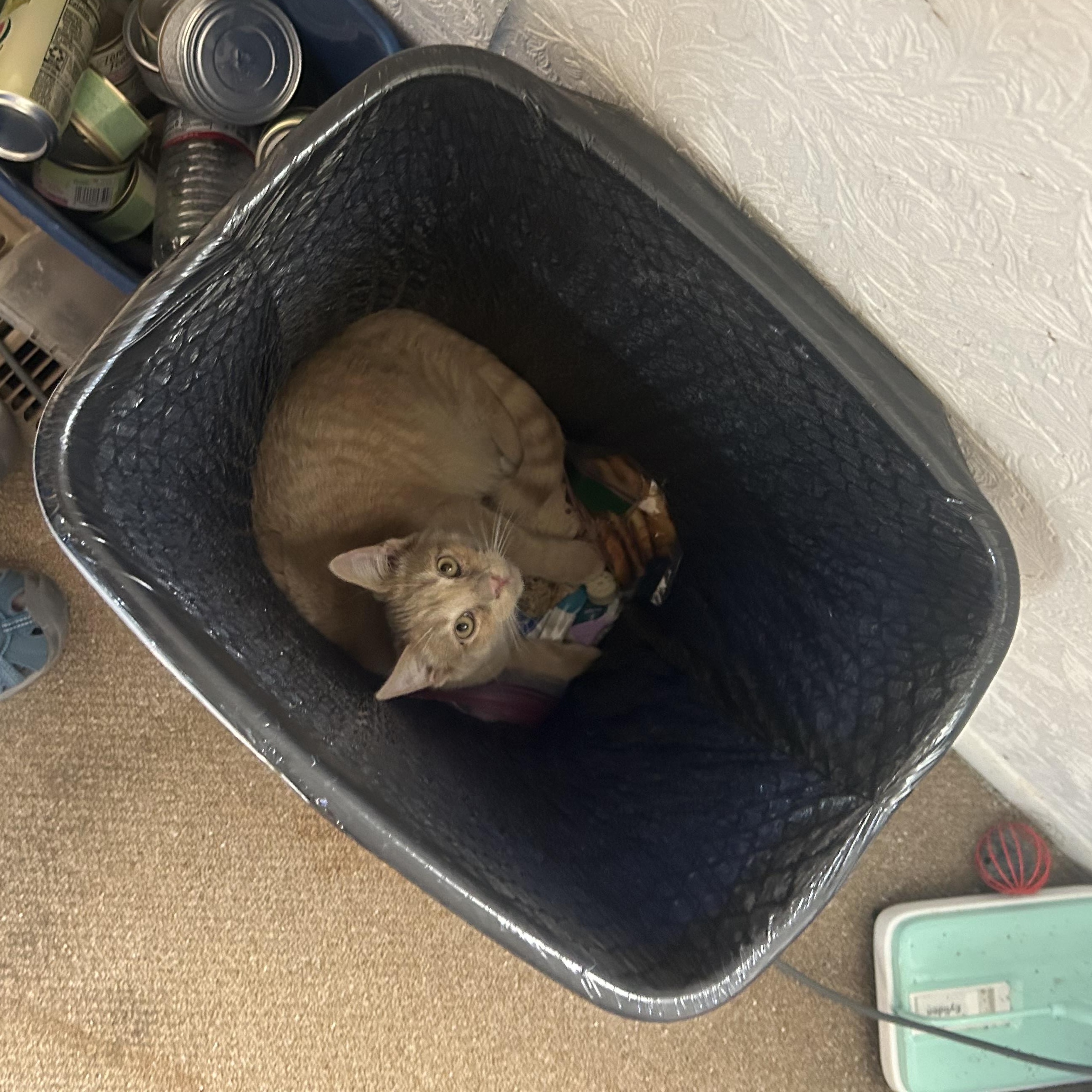 Orson-bonded with Skeezix, an adoptable Domestic Short Hair, Tabby in Prescott, AZ, 86301 | Photo Image 3