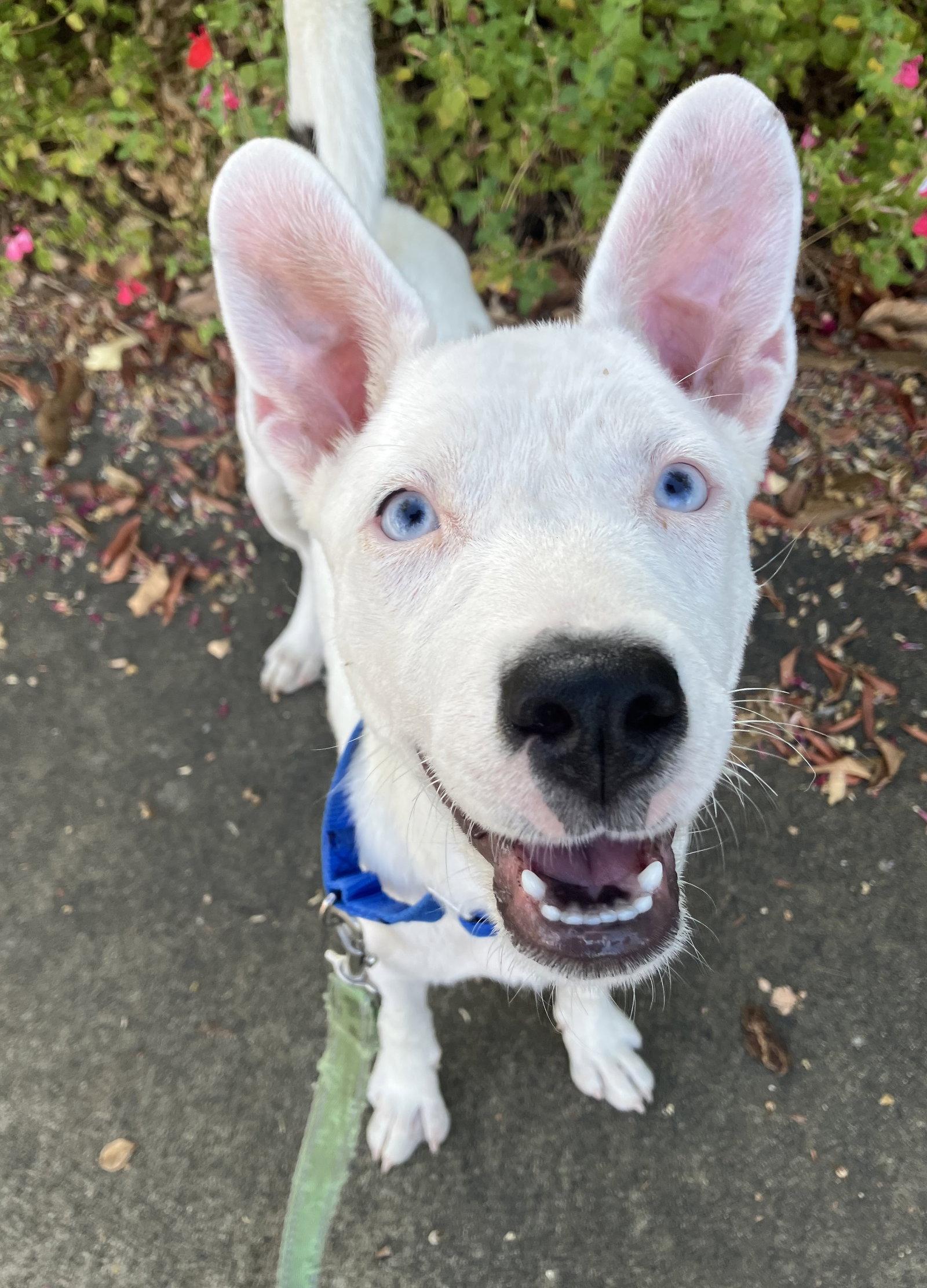 Pixie, Adopted, Puppy Female Terrier.
