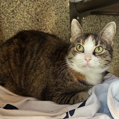 Gigi, Adoptable, Adult Female Domestic Short Hair & Domestic Short Hair.