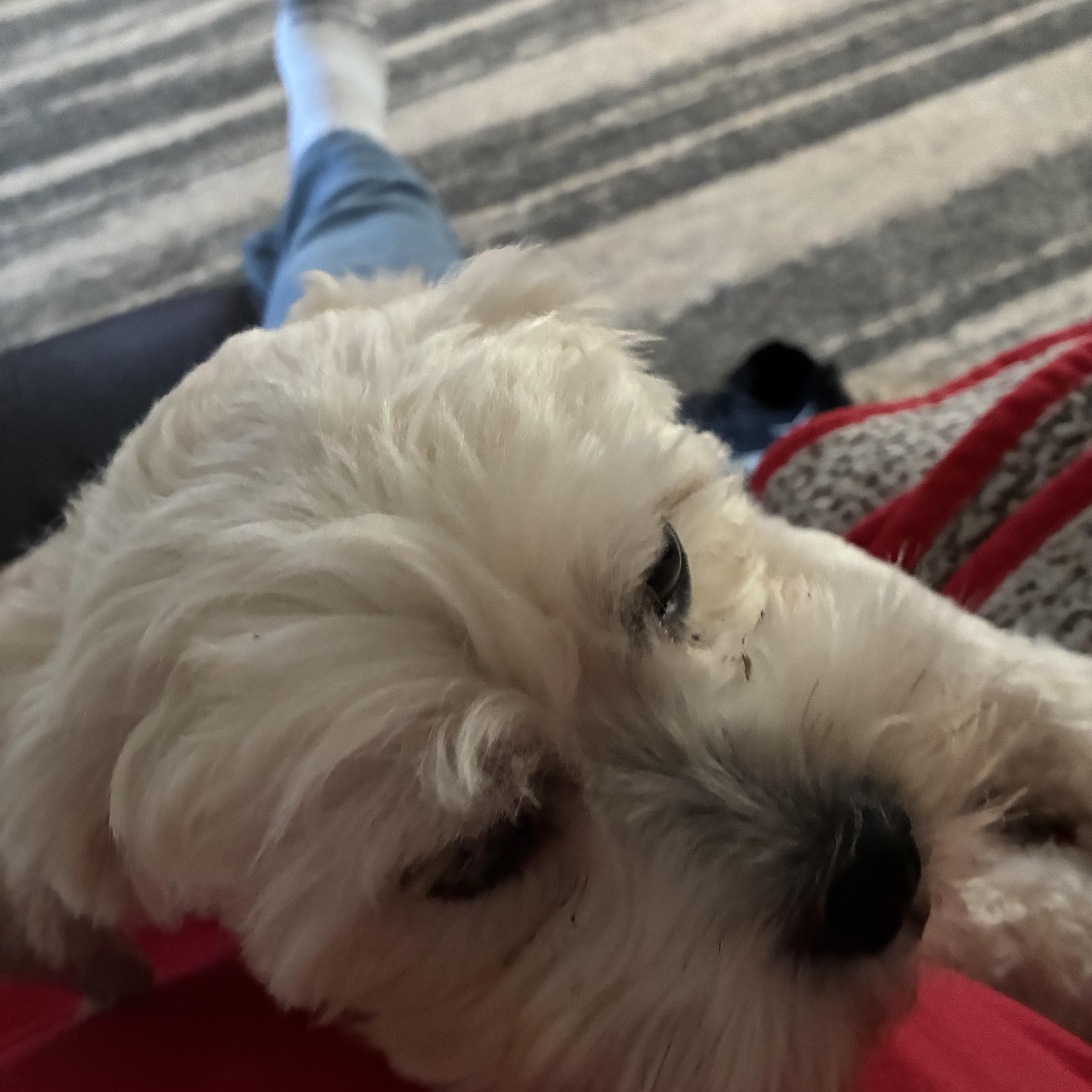 Enlarge Sampson, a Adopted Shih Tzu in Woodruff, SC image 6/6