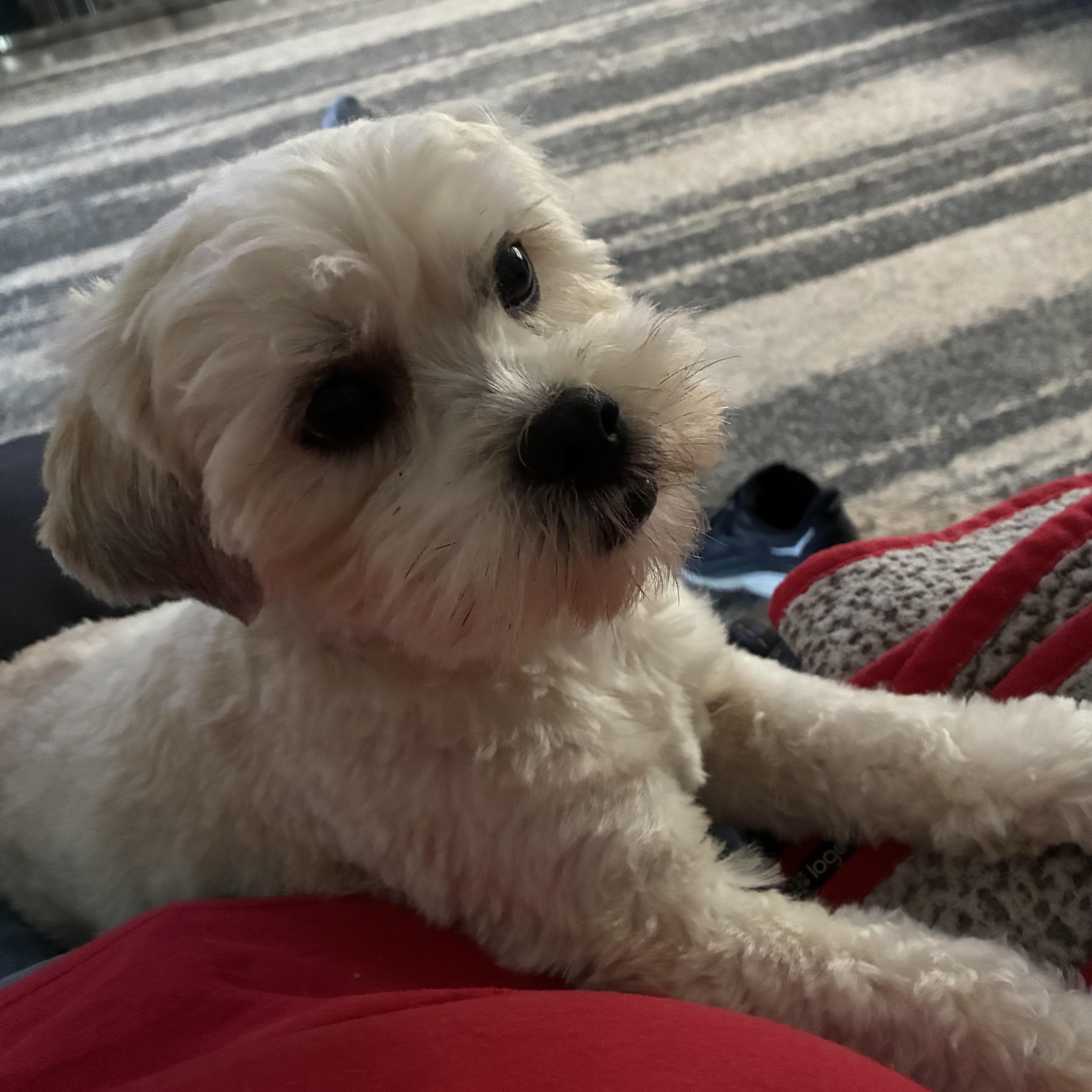Sampson photo