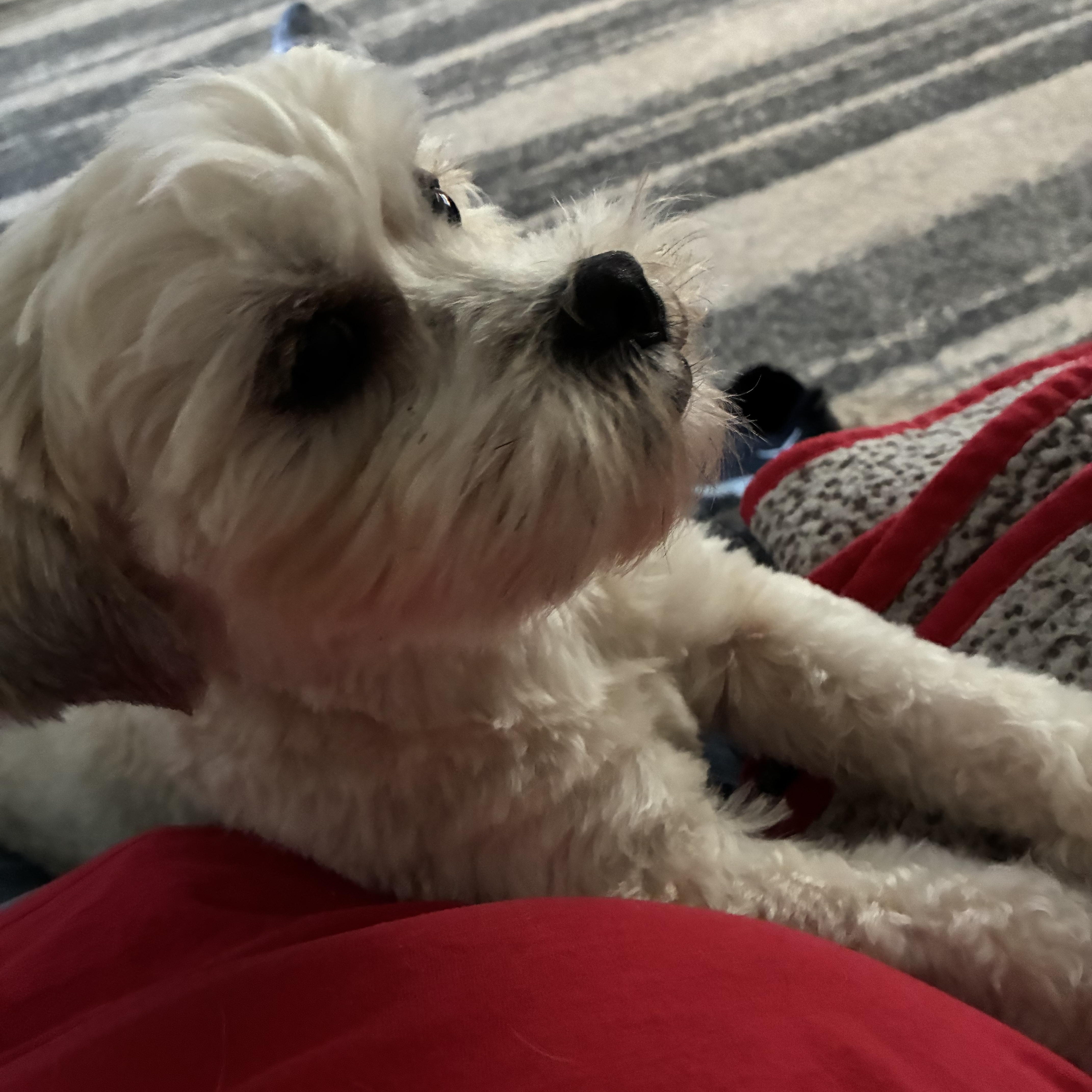 Enlarge Sampson, a Adopted Shih Tzu in Woodruff, SC image 2/6