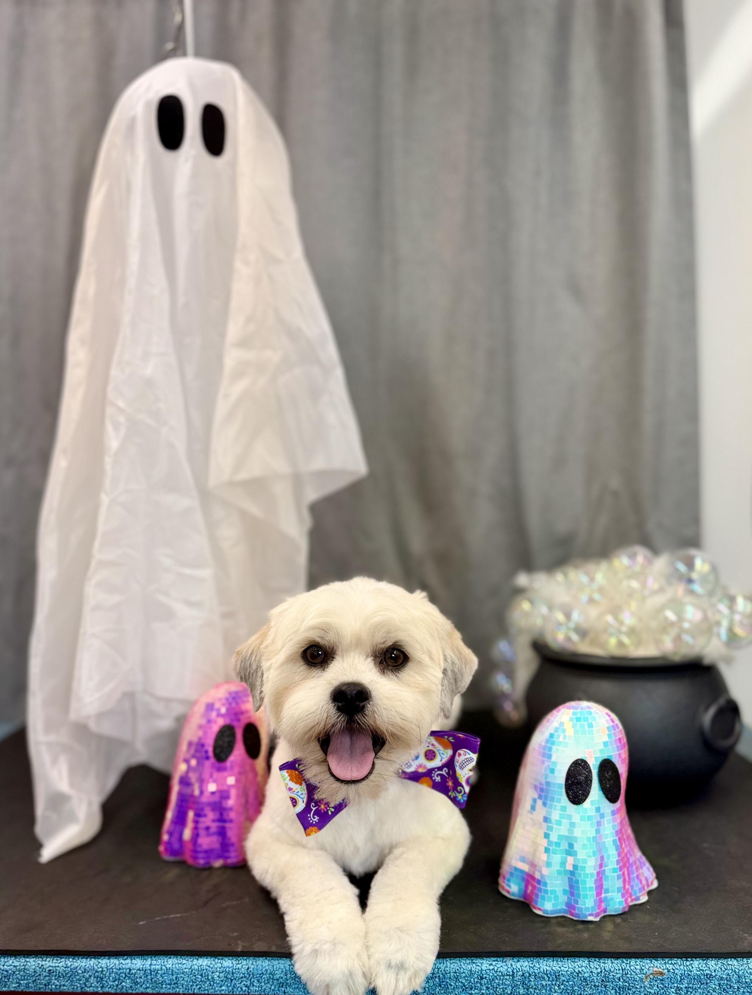 Enlarge Sampson, a Adopted Shih Tzu in Woodruff, SC image 5/6