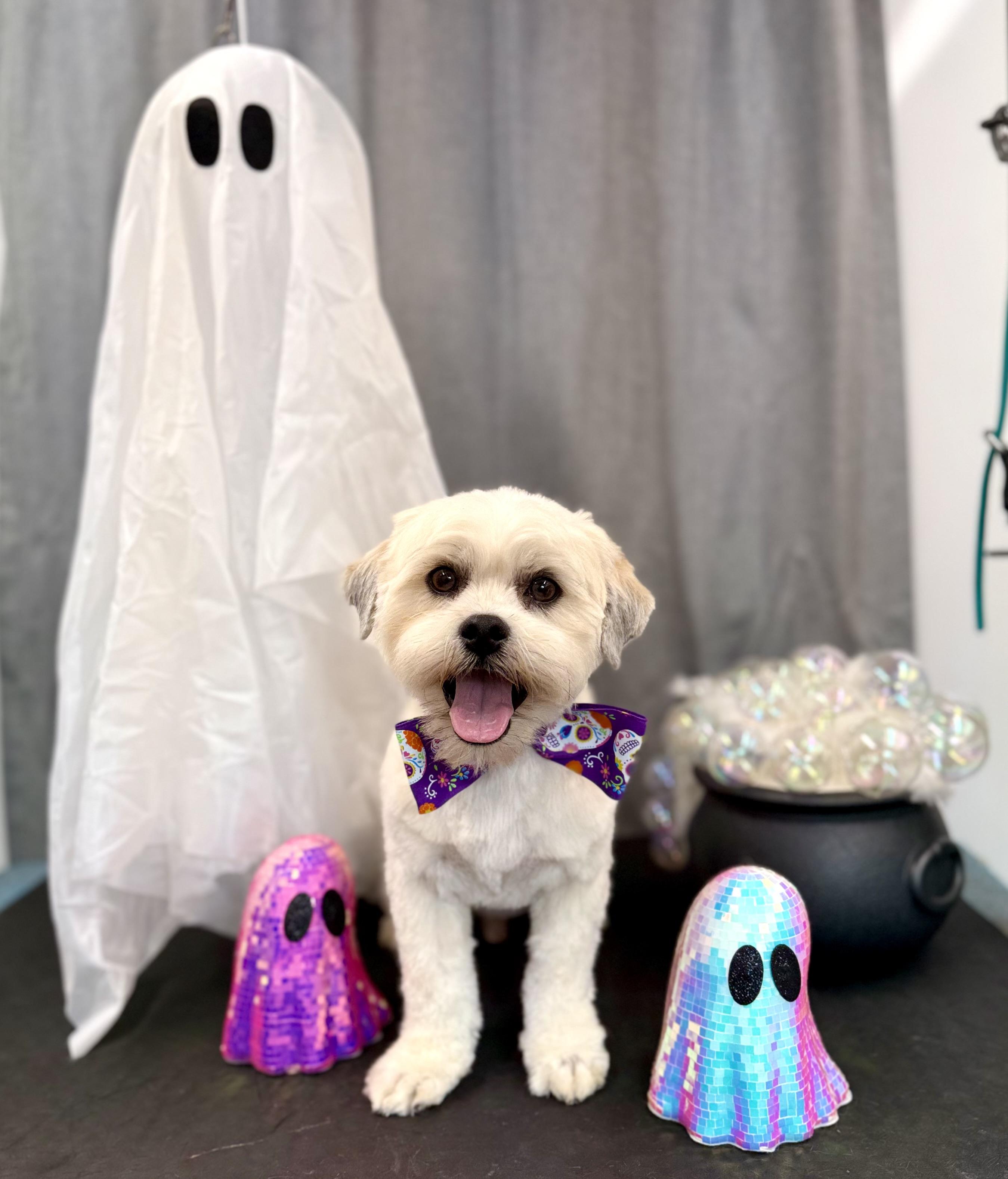 Enlarge Sampson, a Adopted Shih Tzu in Woodruff, SC image 4/6