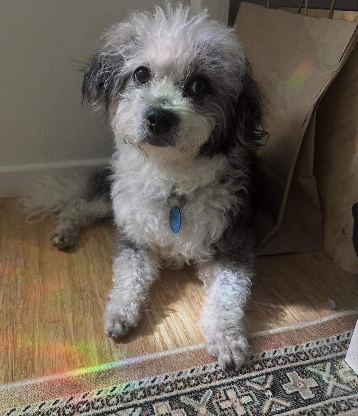 Gimli, a Adoptable mixed breed in Pasadena, CA image 4/6
