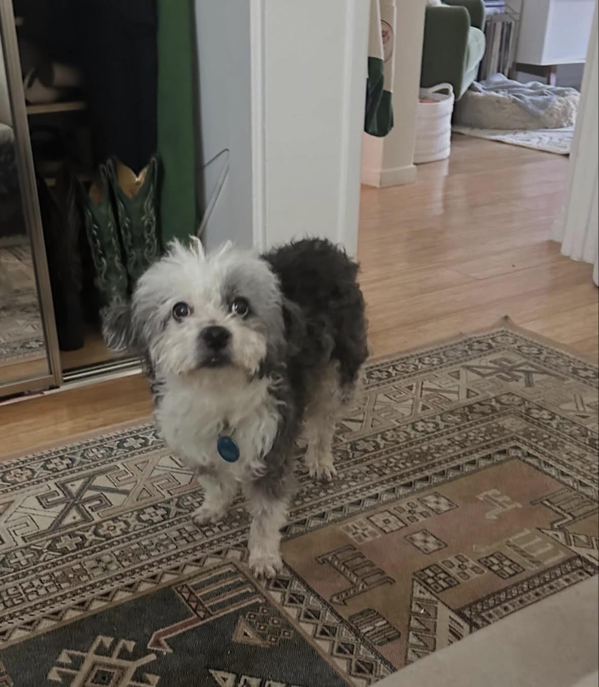 Gimli, a Adoptable mixed breed in Pasadena, CA image 5/6