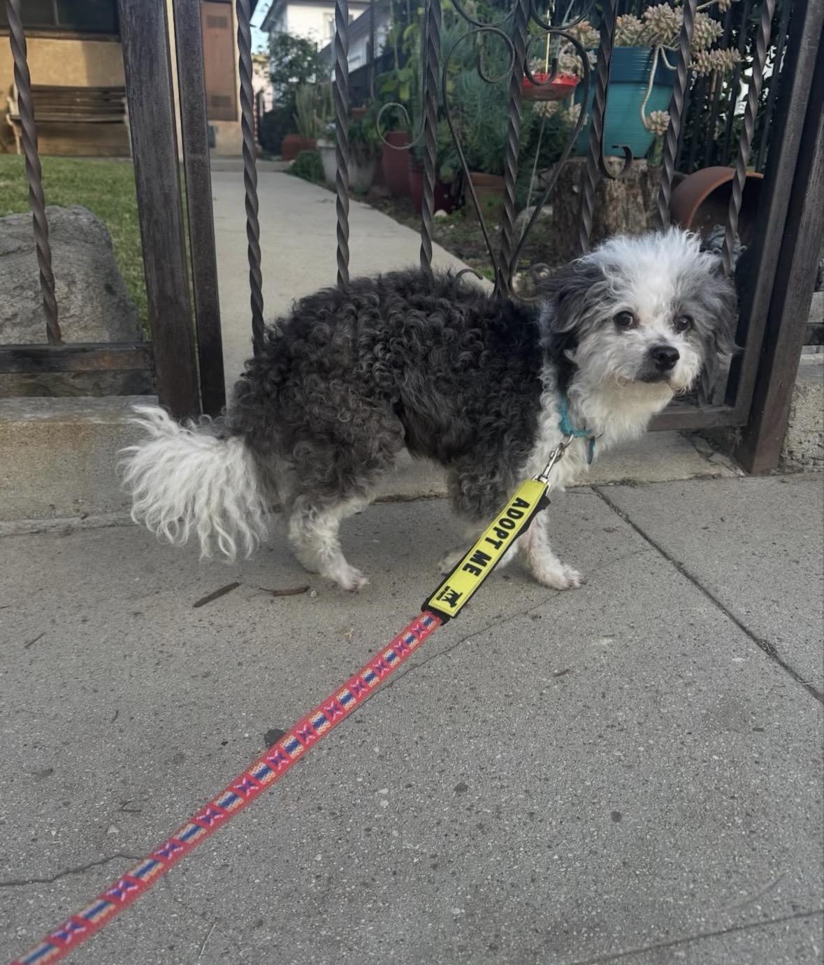 Gimli, a Adoptable mixed breed in Pasadena, CA image 6/6