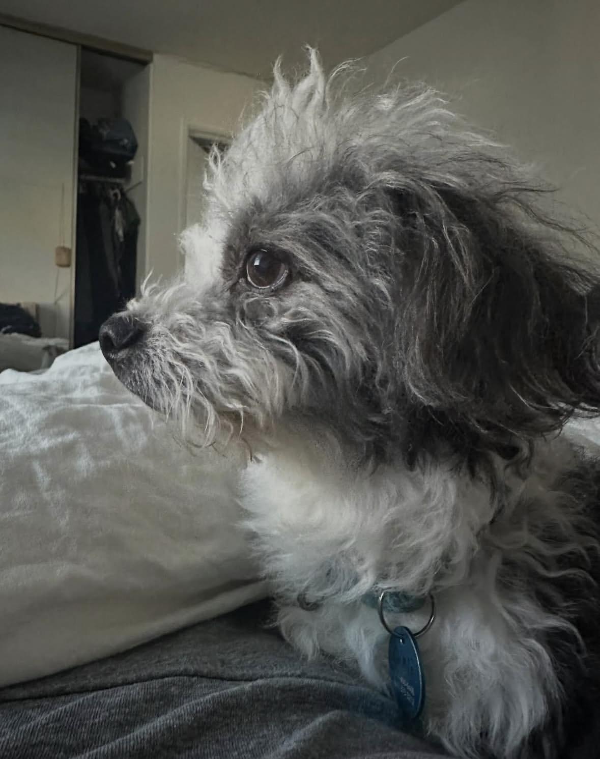 Gimli, a Adoptable mixed breed in Pasadena, CA image 3/6