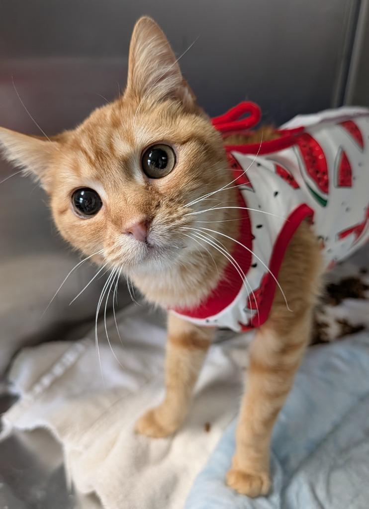 Enlarge Valencia, a Adoptable mixed breed in Ellijay, GA image 1/1