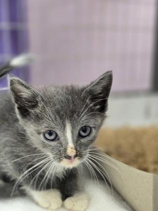 *Hammond, Adoptable, Young Male Domestic Medium Hair.