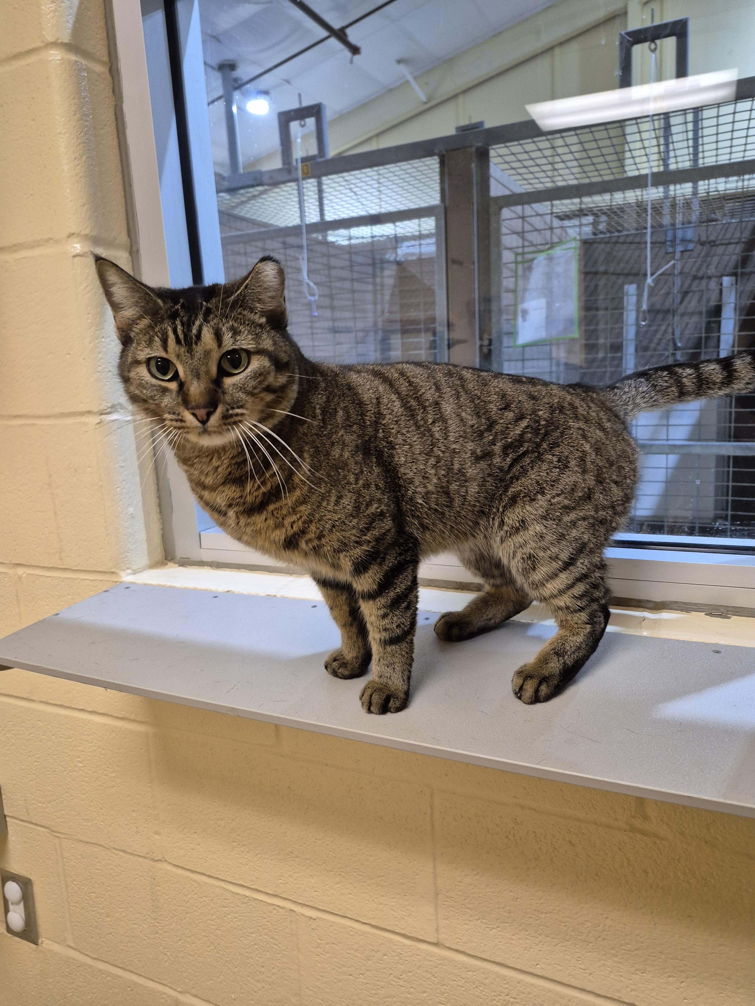 Marilyn, ADOPTABLE, Adult Female Domestic Short Hair.