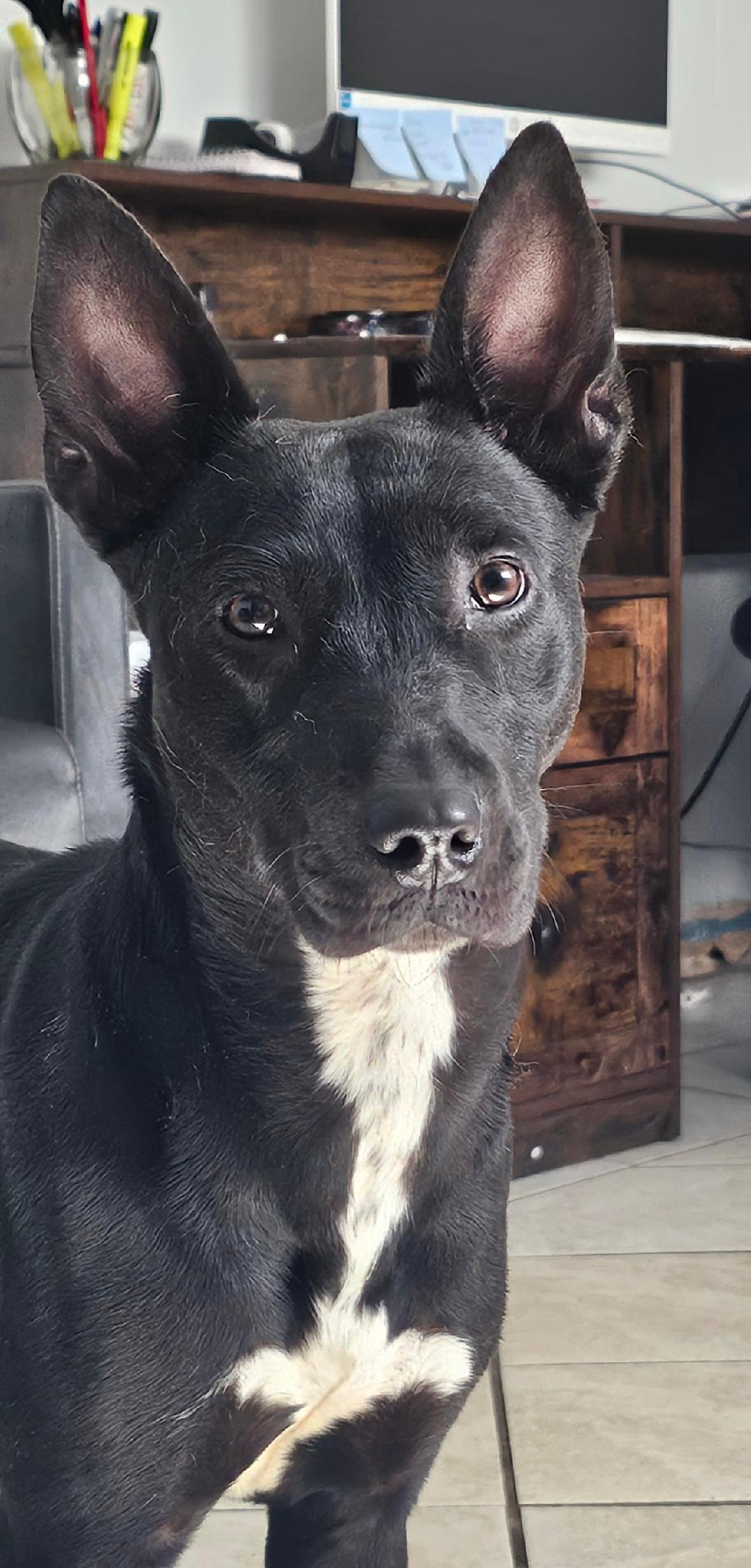 Enlarge SAPPHIRE, a Adoptable Mixed Breed in Du Quoin, IL image 1/2
