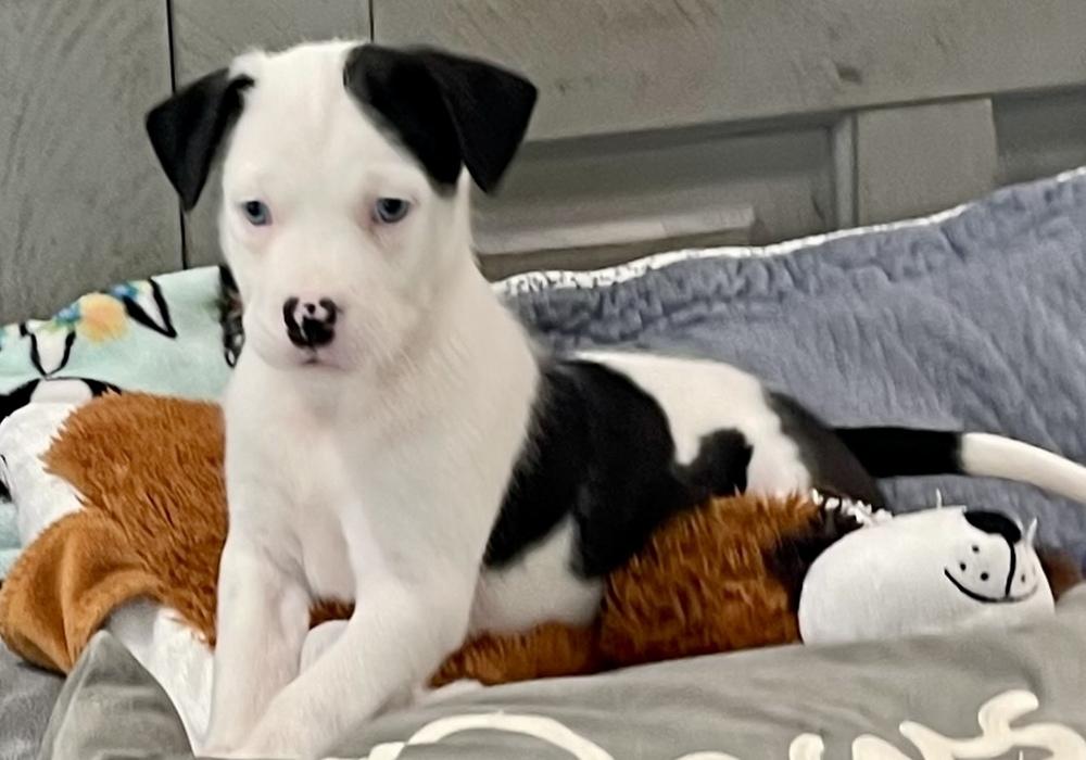 Onyx, Adoptable, Puppy Female Labrador Retriever & Pit Bull Terrier.