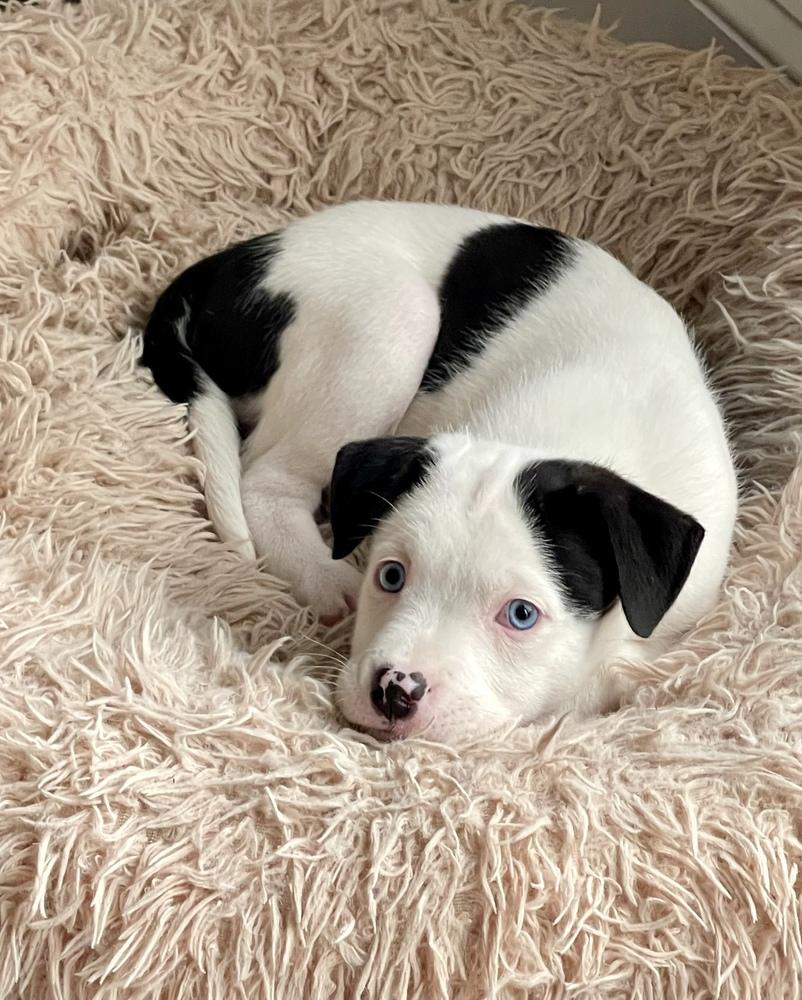 Enlarge Onyx, a Adoptable mixed breed in Greenlawn, NY image 2/6