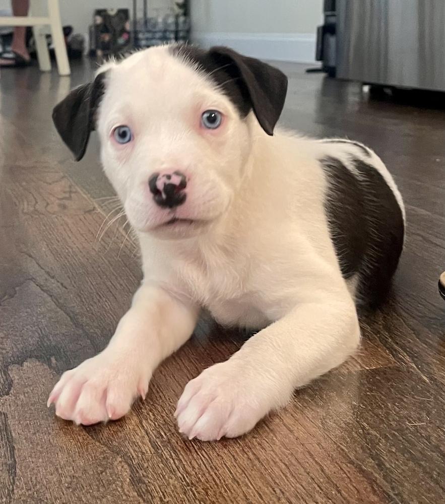Enlarge Onyx, a Adoptable mixed breed in Greenlawn, NY image 3/6