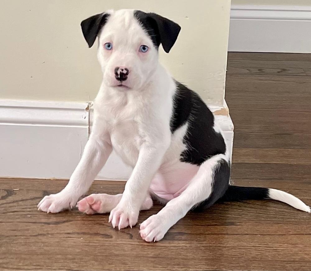 Enlarge Onyx, a Adoptable mixed breed in Greenlawn, NY image 4/6