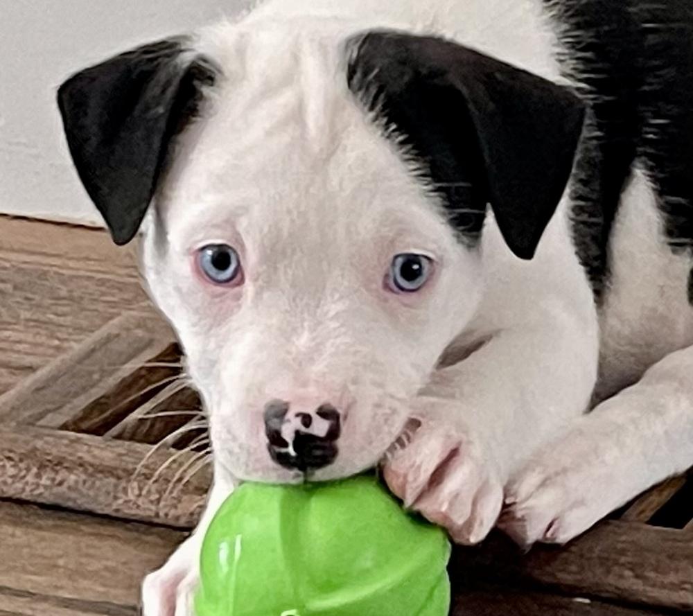 Enlarge Onyx, a Adoptable mixed breed in Greenlawn, NY image 5/6