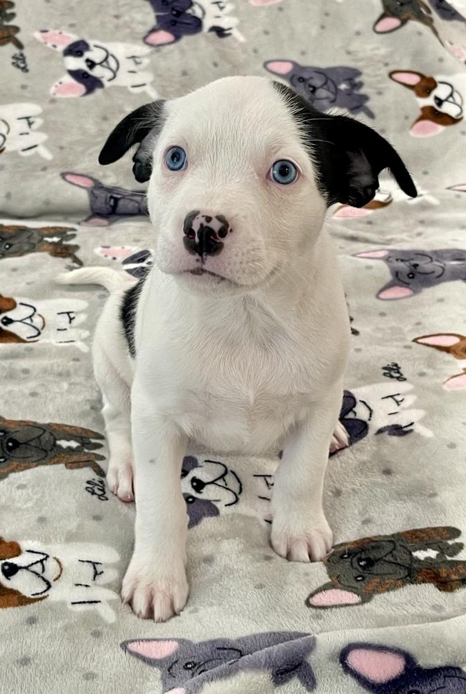 Enlarge Onyx, a Adoptable mixed breed in Greenlawn, NY image 6/6