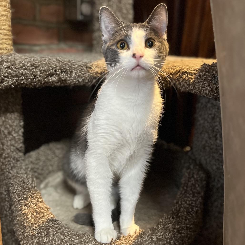 Enlarge Bill, a Adoptable Domestic Short Hair in North Battleford, SK image 1/2