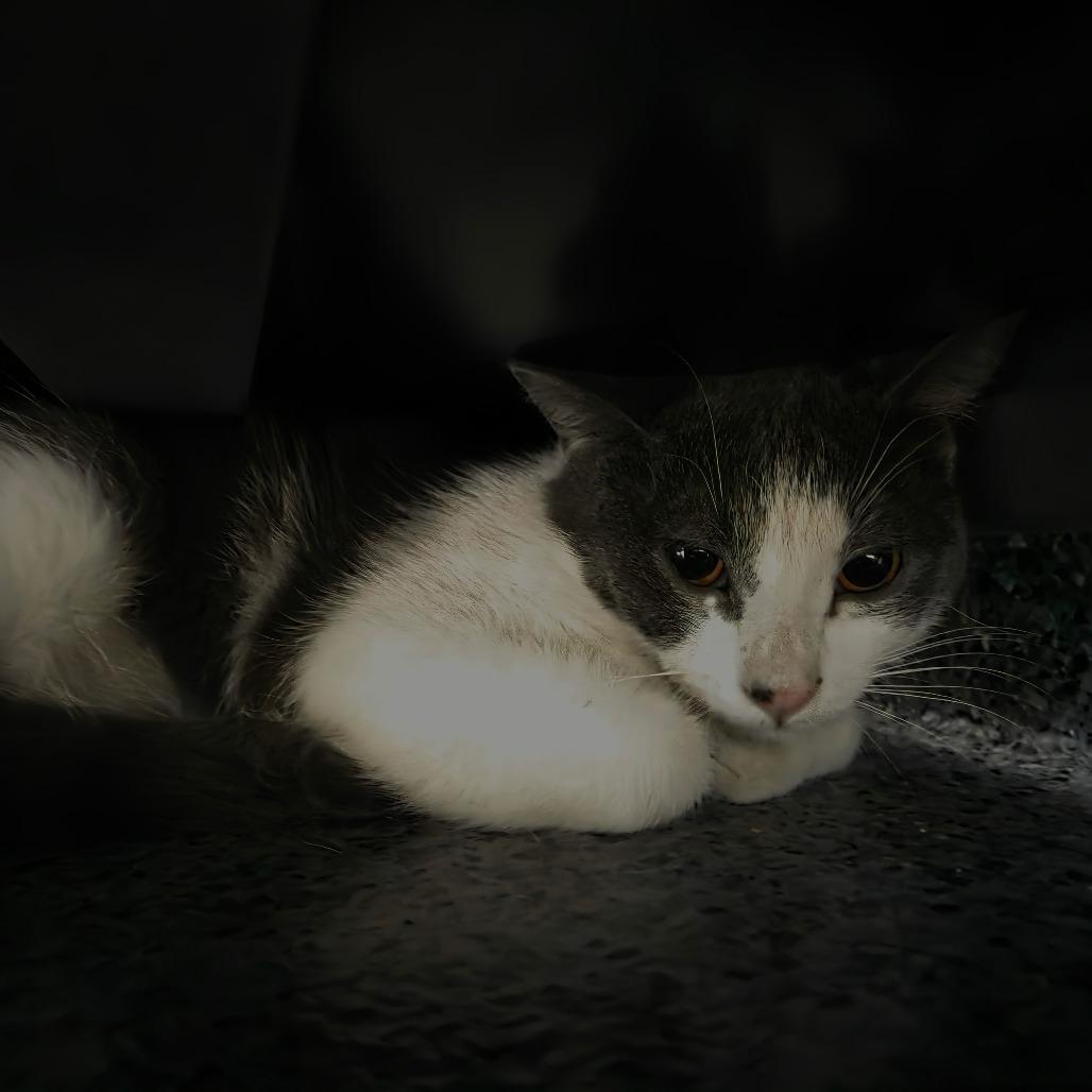 Enlarge Bill, a Adoptable Domestic Short Hair in North Battleford, SK image 2/2