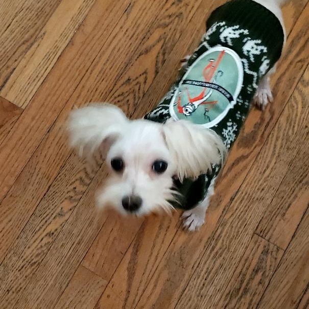 Enlarge Little Girl, an adopted mixed breed in Louisville, KY image 4/5