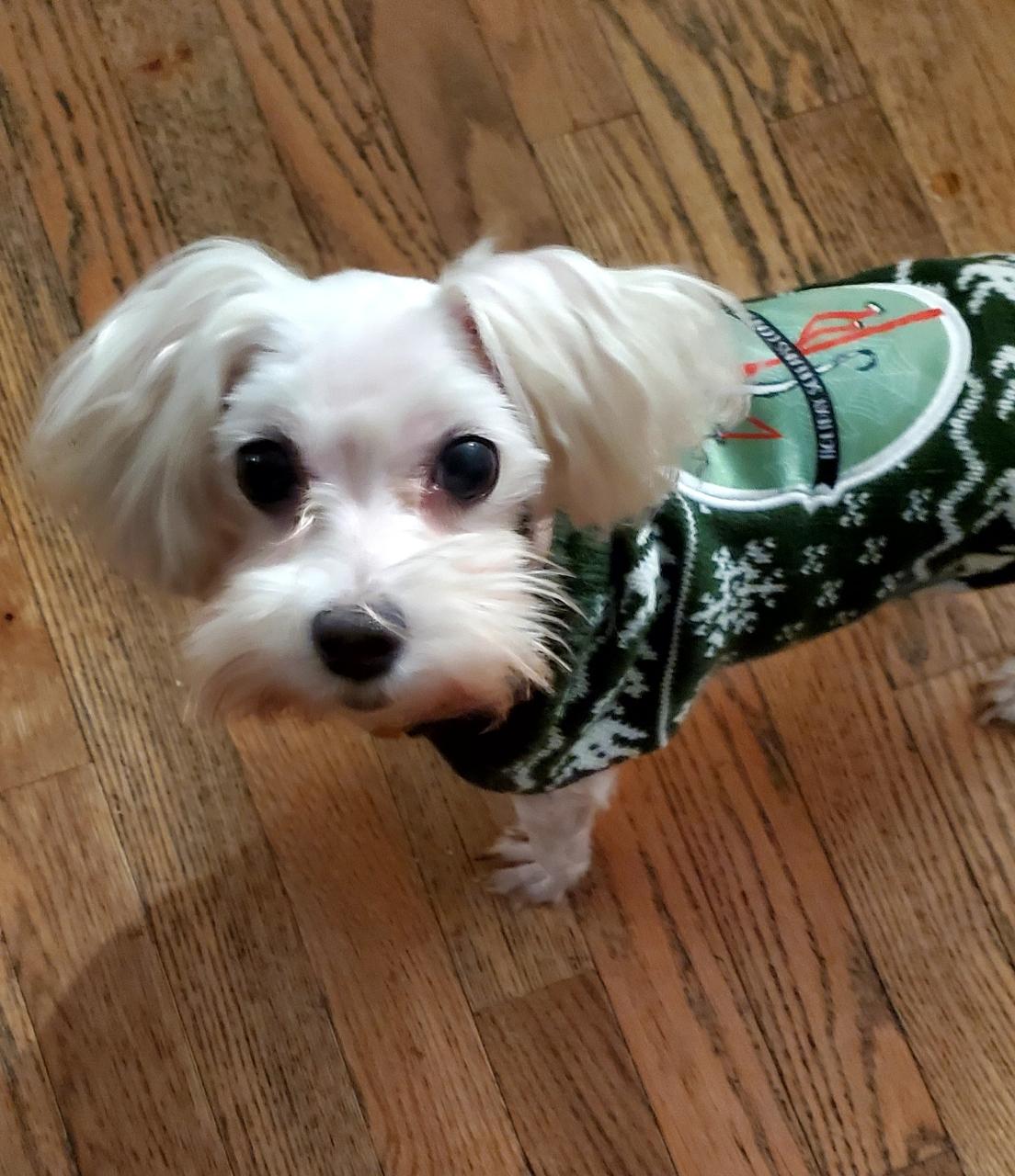 Enlarge Little Girl, an adopted mixed breed in Louisville, KY image 2/5