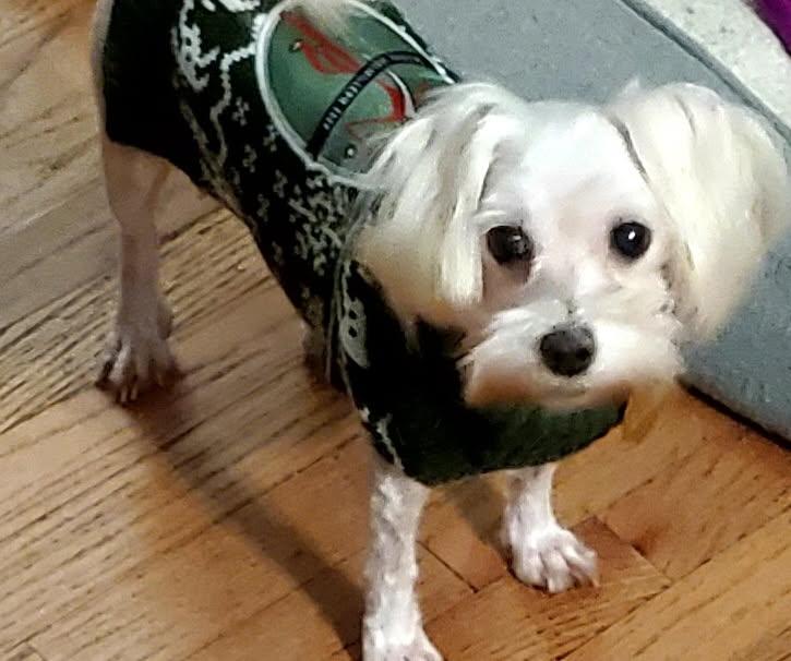 Little Girl, adopted, Senior Female Maltese.