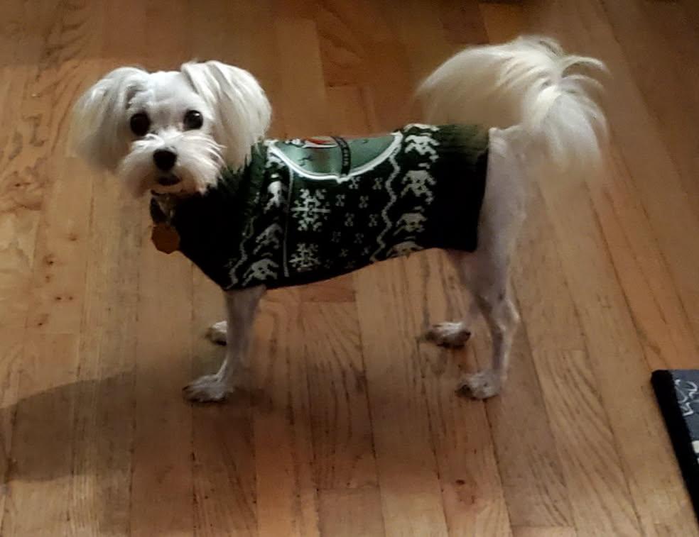 Enlarge Little Girl, an adopted mixed breed in Louisville, KY image 3/5