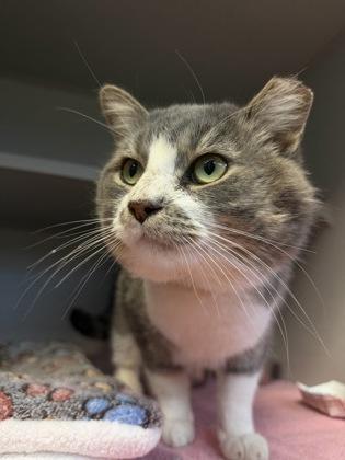 Enlarge Big Mack, a Adoptable mixed breed in Bensalem, PA image 2/3