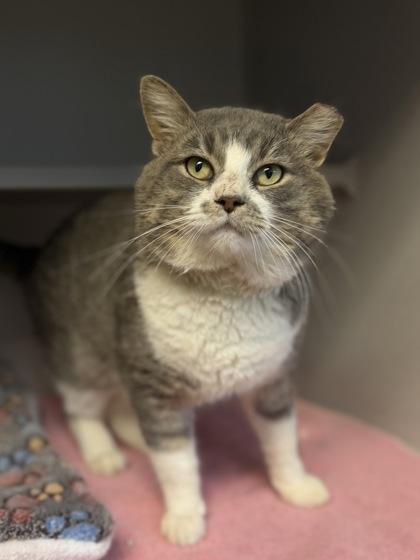 Enlarge Big Mack, a Adoptable mixed breed in Bensalem, PA image 3/3