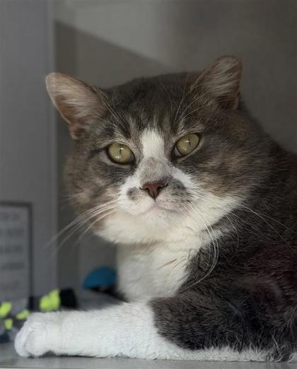 Enlarge Big Mack, a Adoptable mixed breed in Bensalem, PA image 3/3