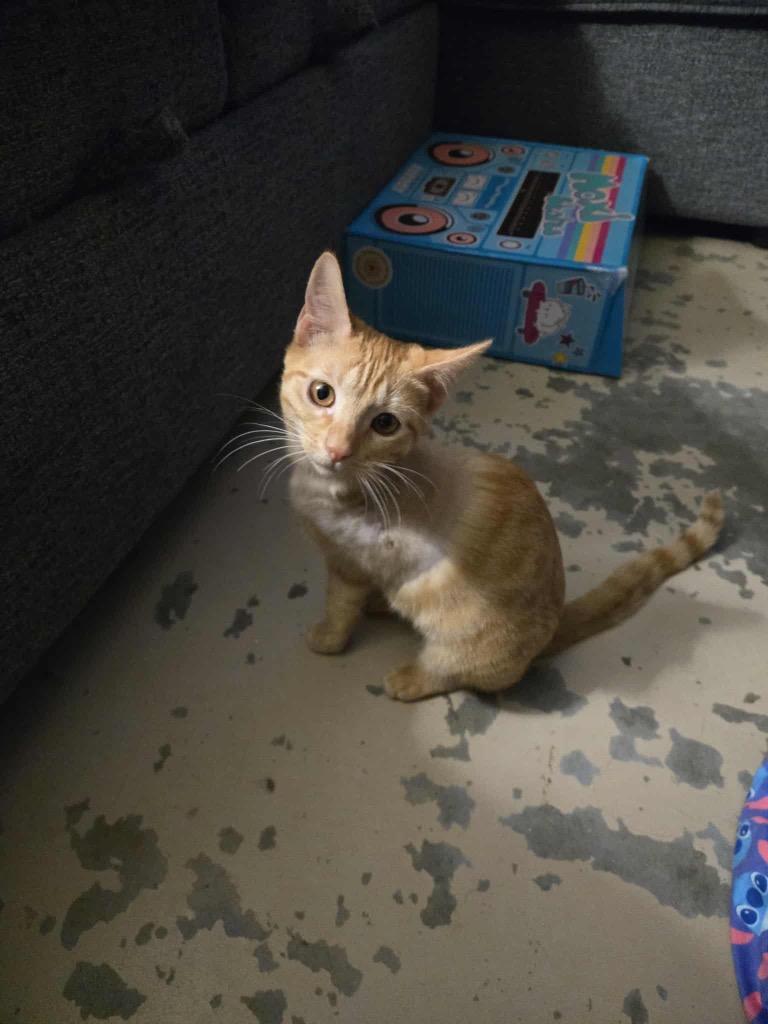 Ms. Frizzle, Adoptable, Young Female Domestic Short Hair.