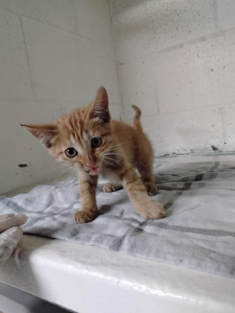 Ms. Frizzle, Adoptable, Young Female Domestic Short Hair.