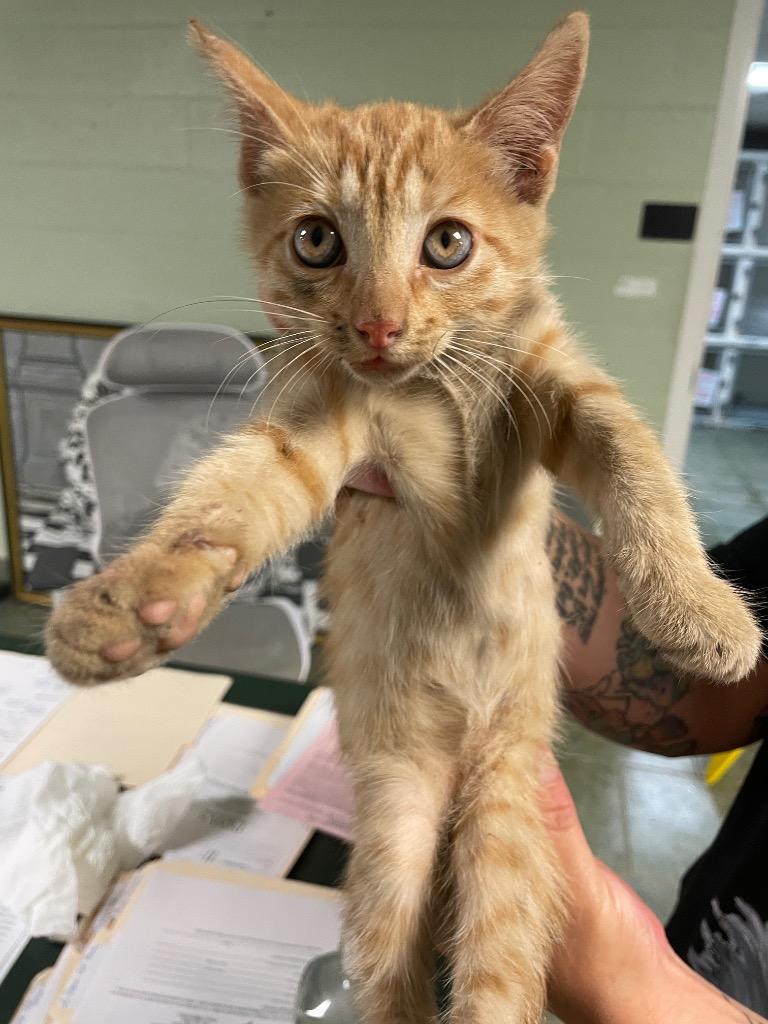 Enlarge Ms. Frizzle, a Adoptable mixed breed in Ada, OK image 2/2