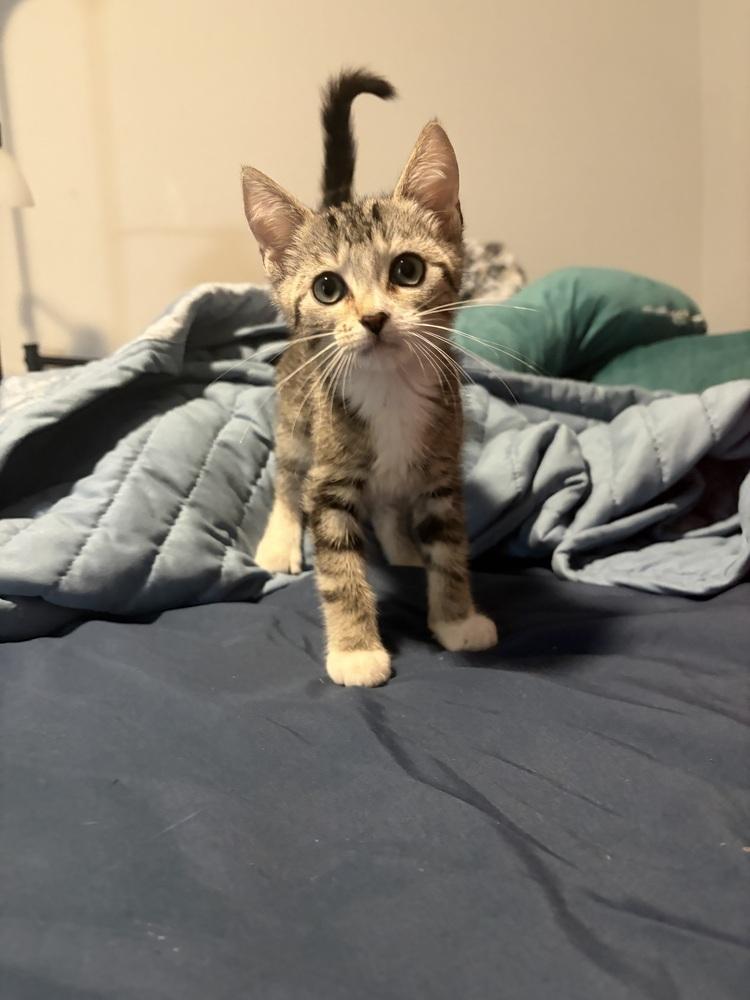 Catticus Finch, Adoptable, Kitten Male Domestic Short Hair.