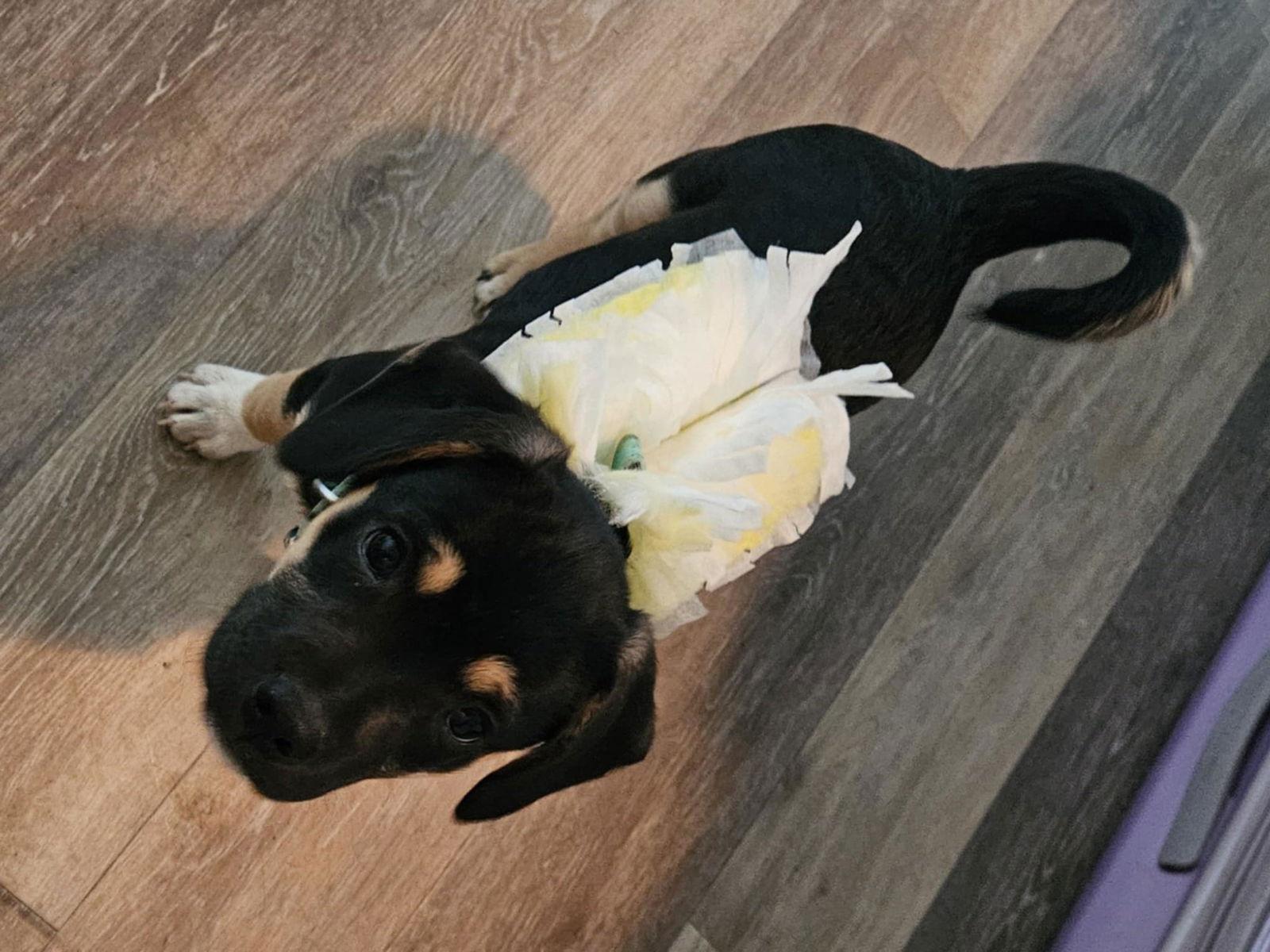 Speed, Adoptable, Young Female Pug & Australian Cattle Dog / Blue Heeler.