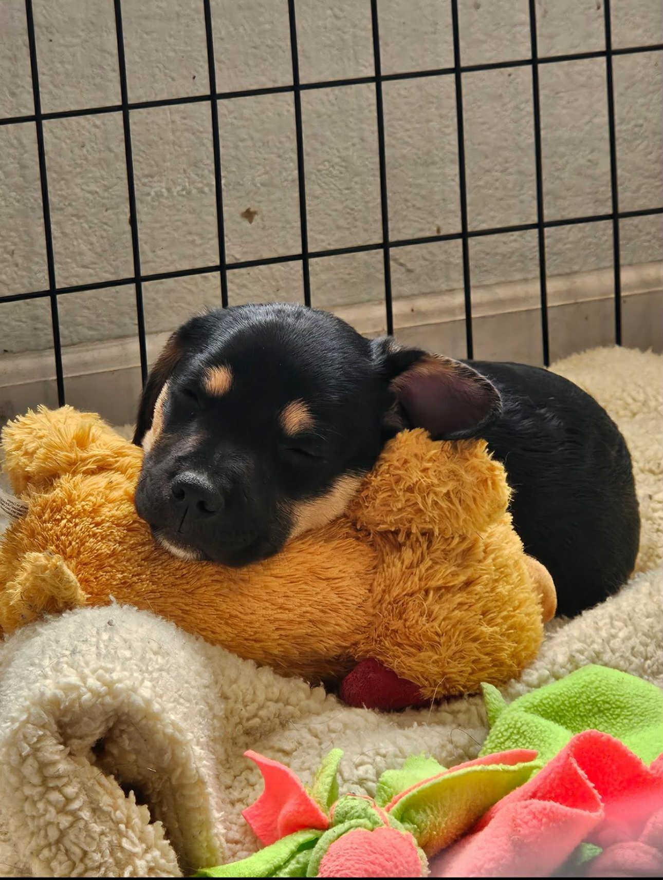 Speed, Adoptable, Young Female Pug & Australian Cattle Dog / Blue Heeler.