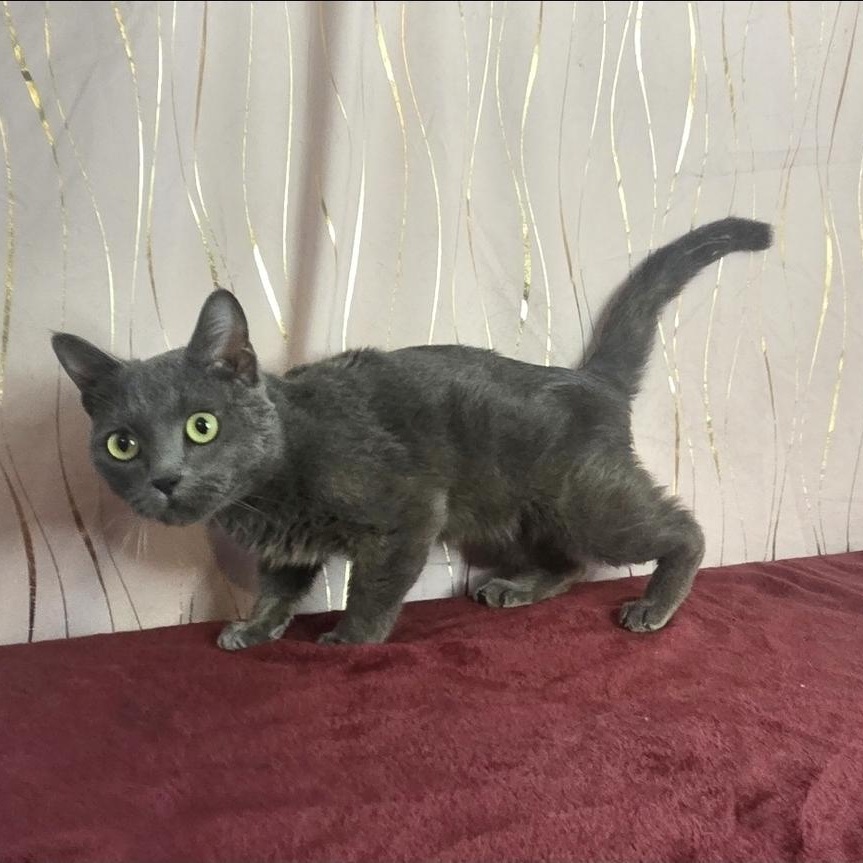 Enlarge Bubba Blue, a ADOPTABLE Munchkin in Brattleboro, VT image 4/4