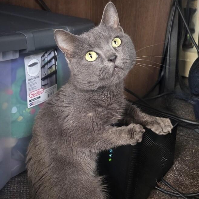 Enlarge Bubba Blue, a ADOPTABLE Munchkin in Brattleboro, VT image 2/4