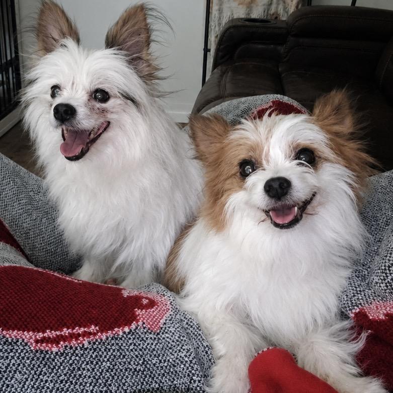 Panda (bonded w/Winnie), Adoptable, Senior Female Papillon.