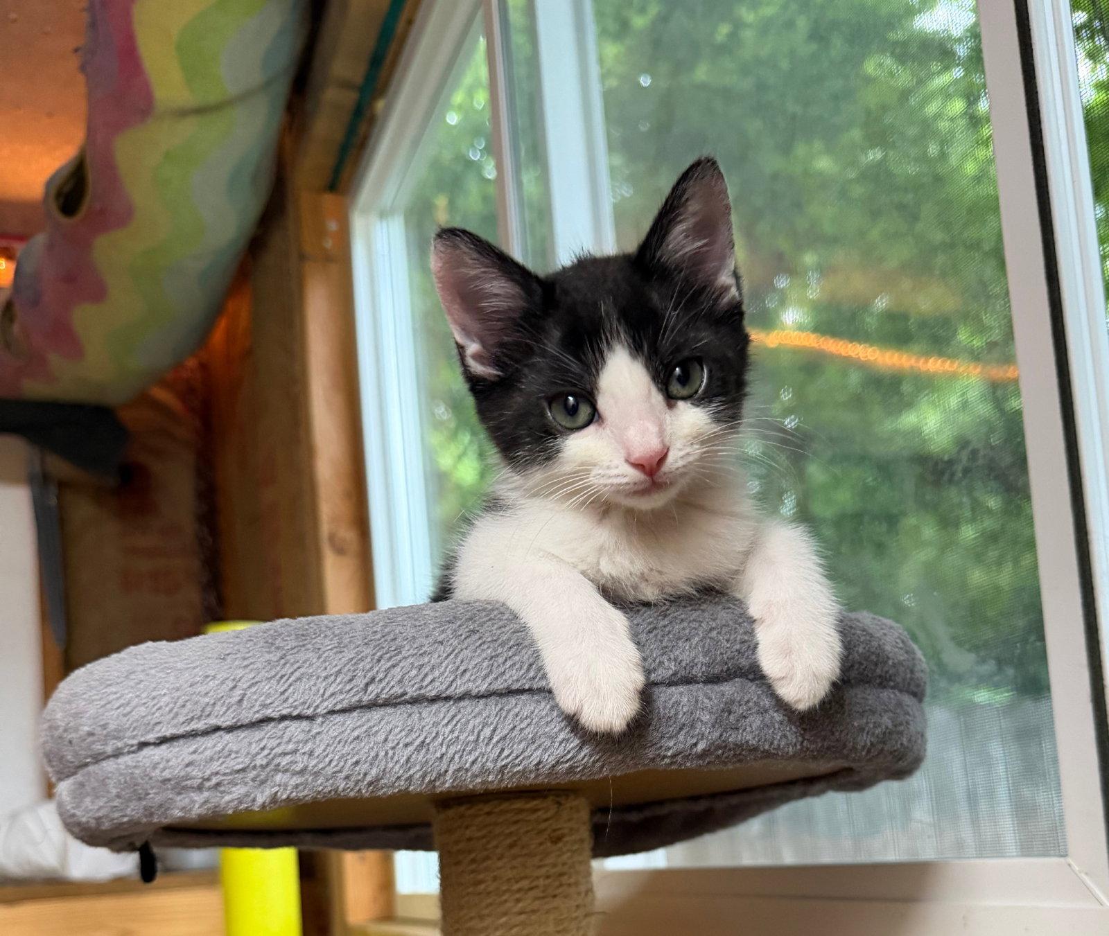 Minnie, Adoptable, Kitten Female Domestic Short Hair.